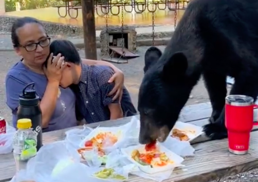 bear attack fight National park Service family food animal X dead