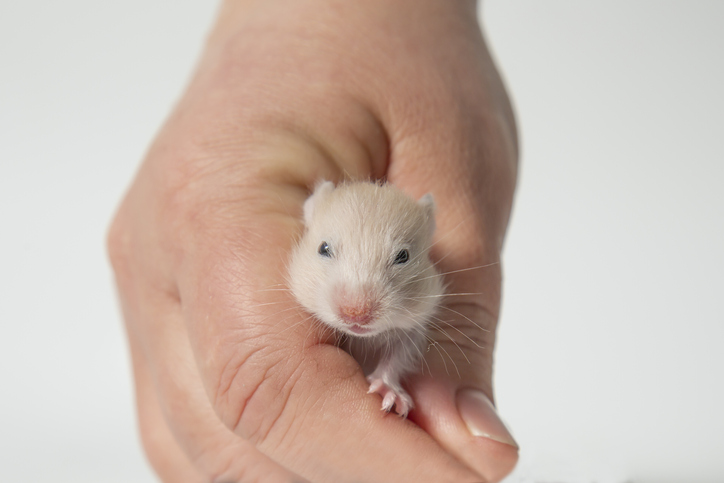 Diet, mice, Isoleucine, health, amino acid, study