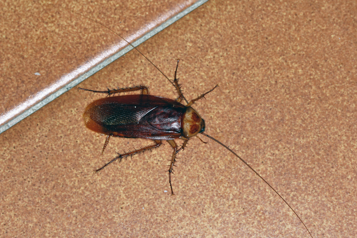 The San Antonio Zoo, Cockroach, Valentine's Day, Cry Me A Cockroach, Ex