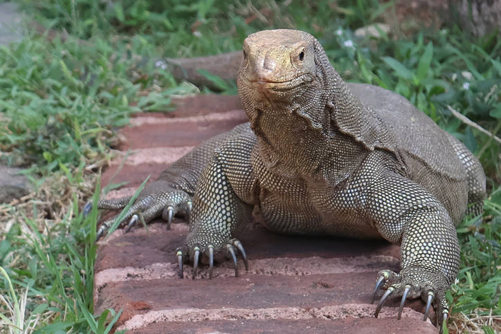 Asian. monitor, lizard,.Aland Renee. Florida