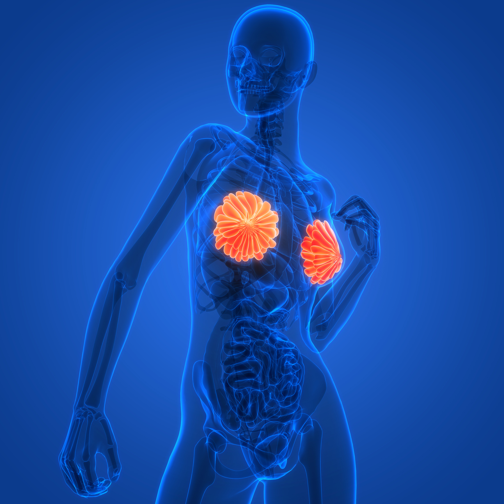Female Internal Organs Mammary Glands Anatomy