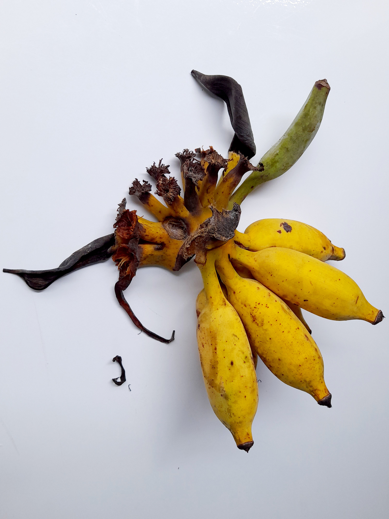 Banana.