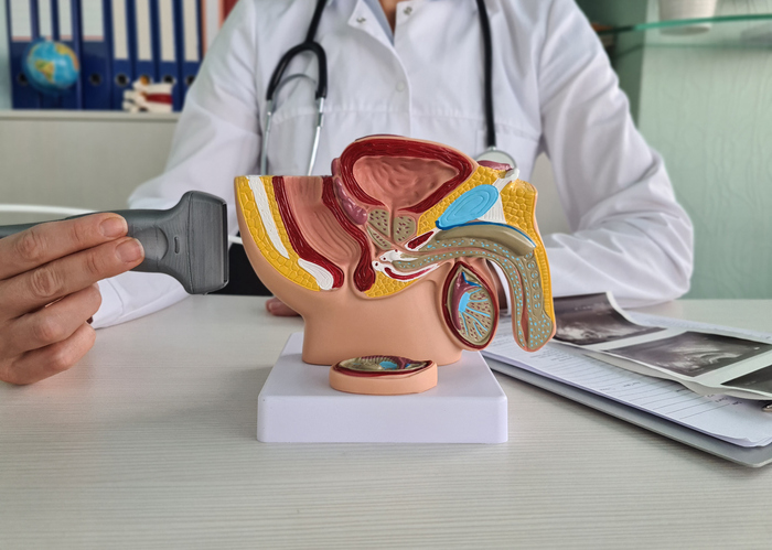 A urologist studies a detailed anatomical model of the male reproductive system in a clinic
